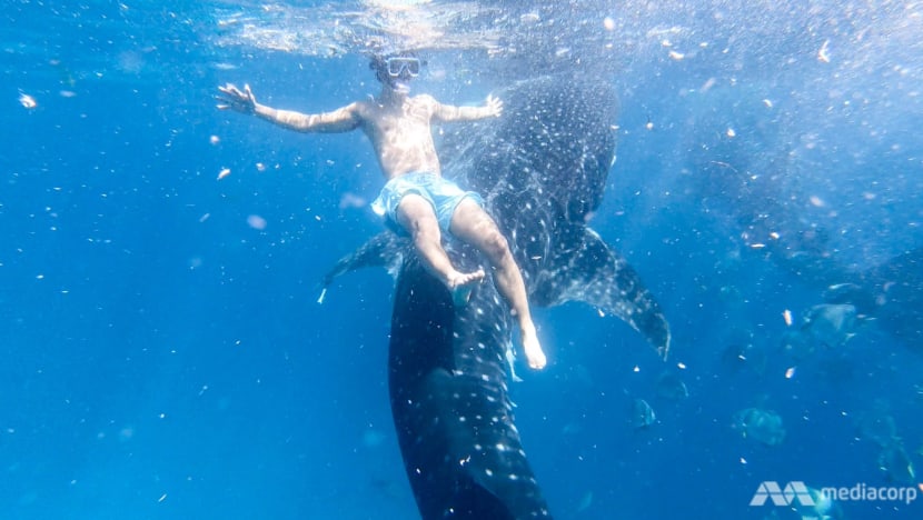 Whale shark selfies in the Philippines’ seaside ‘theme park’: A tourist experience that's out of control? Whale shark selfies in the Philippines’ seaside ‘theme park’: A tourist experience that's out of control?