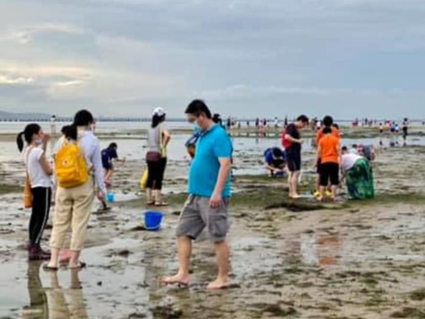 NParks 'committed' to intensify efforts to educate public on sensitive marine life