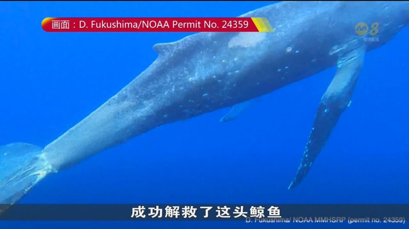 夏威夷有鲸鱼死后被冲上岸 死因或同海洋垃圾有关