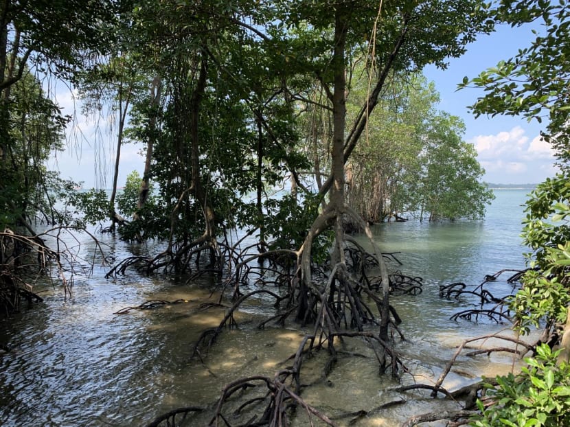 The Chek Jawa mangrove as the tide comes in.&nbsp;