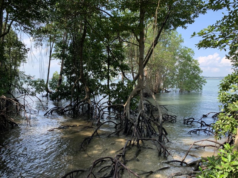 The Chek Jawa mangrove as the tide comes in. The Chek Jawa mangrove as the tide comes in. 