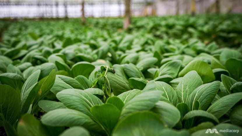 Cameron Highlands produce can be transported to other states, Singapore during enhanced MCO: Wee Ka Siong