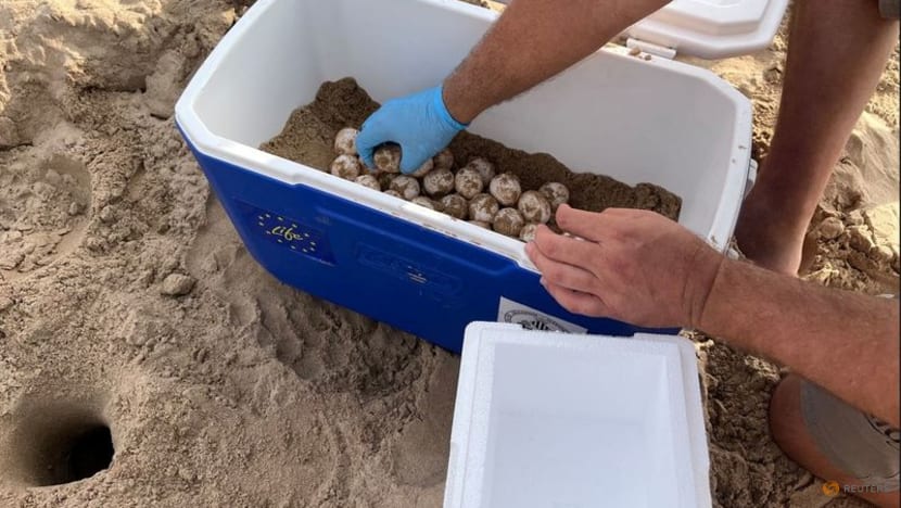 Two sea turtles nest on Spain's Mediterranean coast as waters warm