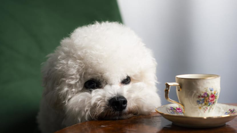 istock 1426224370