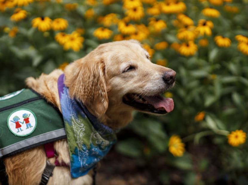 Dogs can be healing for children: Study shows canine interaction leads to lower stress levels in kids Dogs can be healing for children: Study shows canine interaction leads to lower stress levels in kids