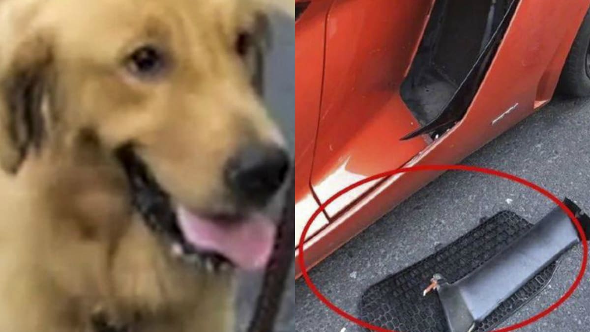 Dog owner must pay S$9,000 compensation to Lamborghini driver who hit her  golden retriever - TODAY