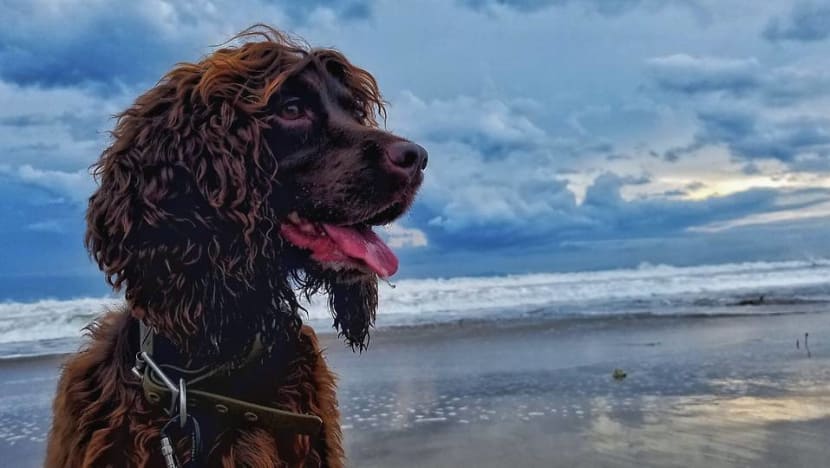 Meet Bailey, the first wildlife detection dog in Indonesia Meet Bailey, the first wildlife detection dog in Indonesia