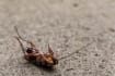 Cockroach Crawled Into Your Ear? Here’s What You Should Do, According To A Doctor 