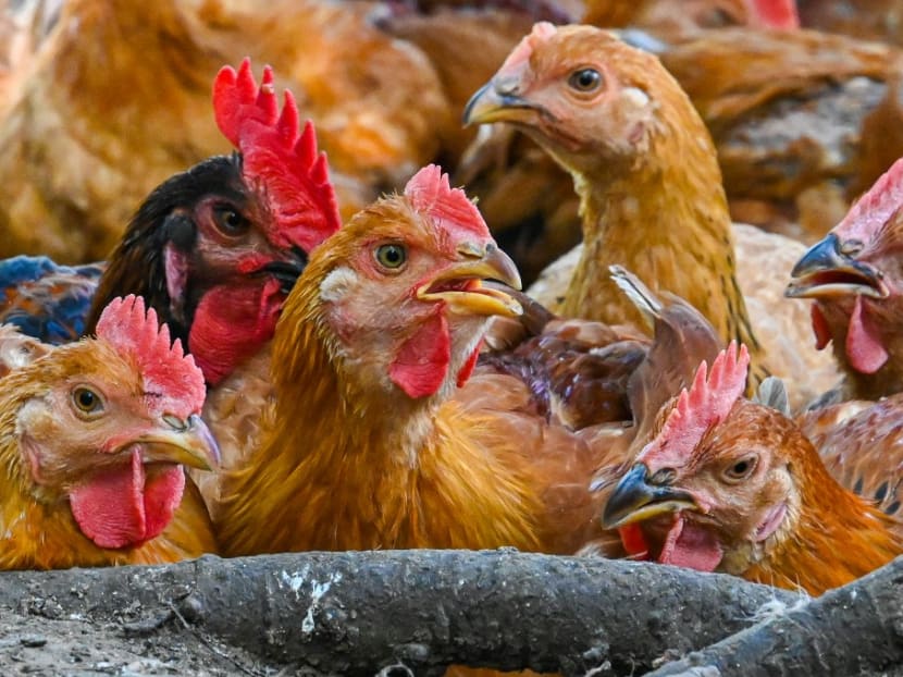 Malaysia says no decision yet on lifting chicken export ban despite minister's earlier comments Malaysia says no decision yet on lifting chicken export ban despite minister's earlier comments