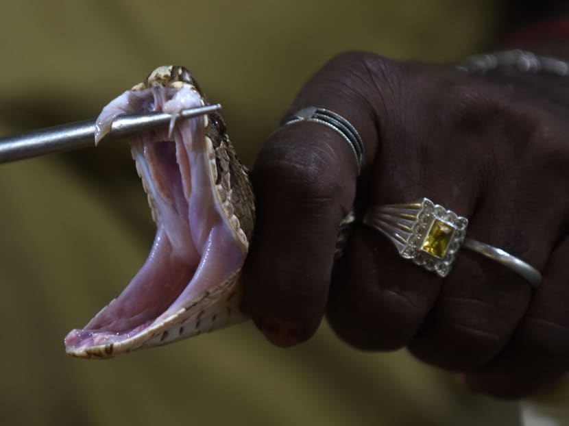 In this photograph taken on November 11, 2016, an Indian snake-catcher displays the fangs of a Russel Viper at the venom extraction center of the Irula snake-catchers cooperative on the outskirts of Chennai. Photo: AFP