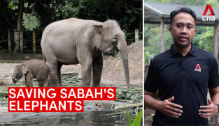 Sabah's problem - it has more elephants than it can cope with | Video
