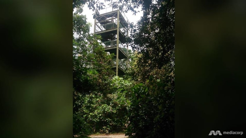 Man found dead at foot of observation tower in MacRitchie Reservoir Man found dead at foot of observation tower in MacRitchie Reservoir