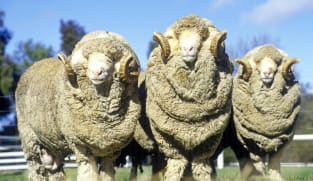 New Zealand ram put down after death of elderly couple