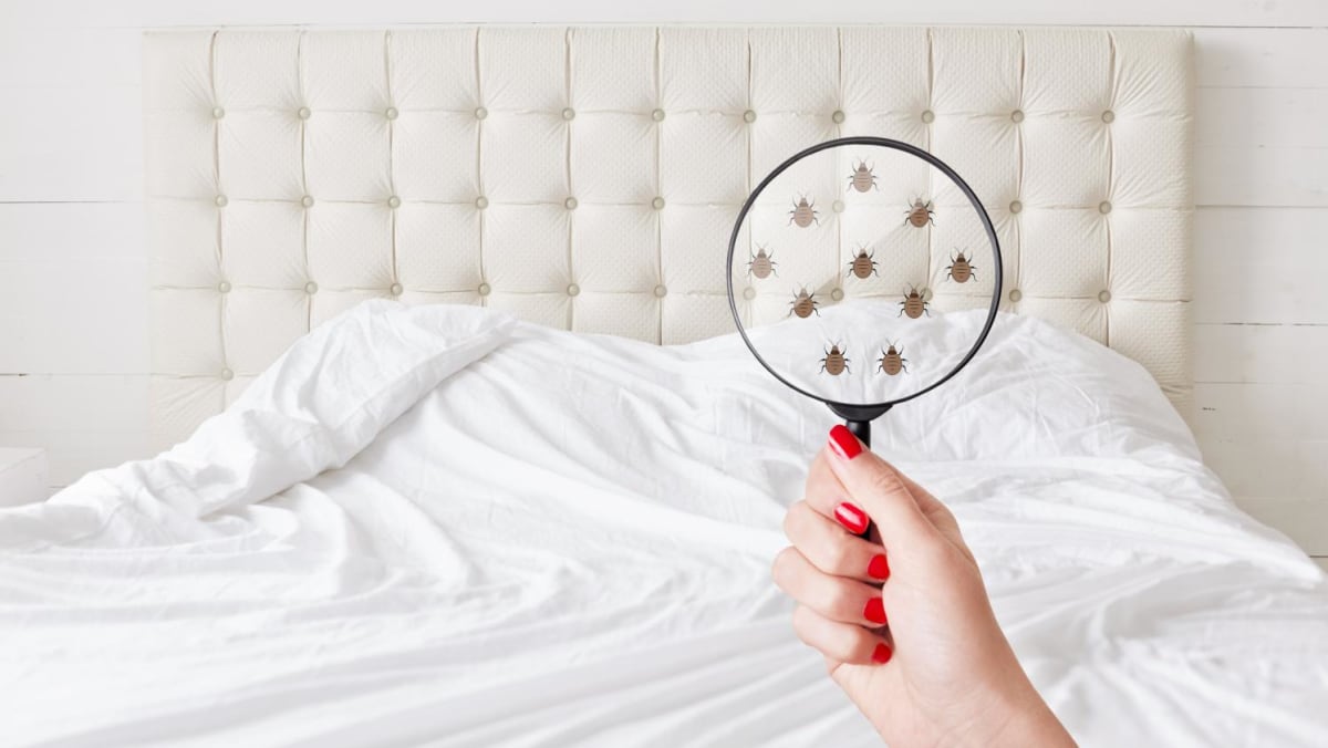 millions-of-dust-mites-living-in-your-mattress-and-their-poop-could-be-causing-your-allergies