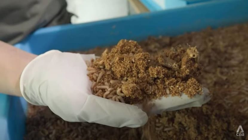 Don't squash it: Insects are helping to combat Singapore's food waste problem Don't squash it: Insects are helping to combat Singapore's food waste problem