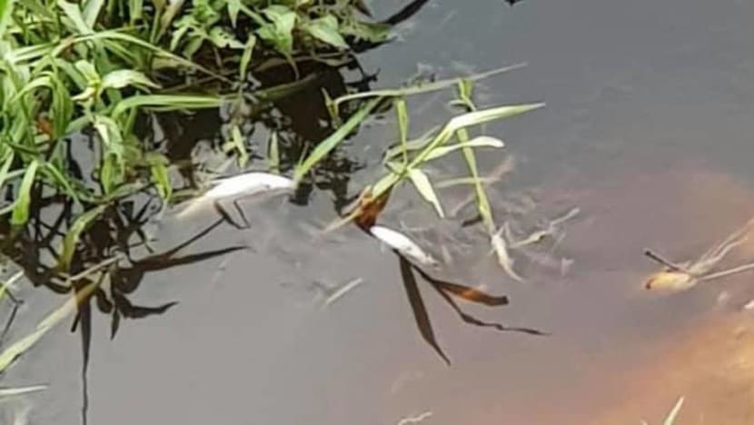 Johor Sultan orders probe into pollution in two rivers Johor Sultan orders probe into pollution in two rivers