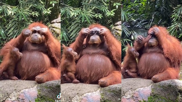 印尼猩猩戴太阳眼镜视频爆红 网民：太聪明了！