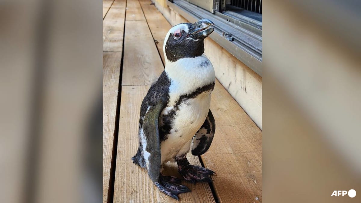 ‘Miracle’ Japan penguin found two weeks after escape ‘Miracle’ Japan penguin found two weeks after escape