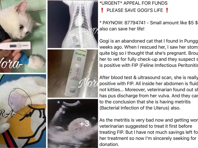 According to a member of Facebook group Sayang Our Singapore's Community Cats, the crowdfunding appeal was made by a user named Nora Nur. According to a member of Facebook group Sayang Our Singapore's Community Cats, the crowdfunding appeal was made by a user named Nora Nur.