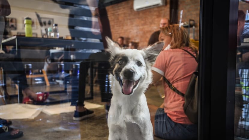 Thailand's puppy cafe helps vulnerable dogs find their forever home
