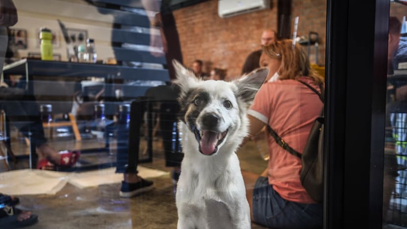 Thailand's puppy cafe helps vulnerable dogs find their forever home Thailand's puppy cafe helps vulnerable dogs find their forever home