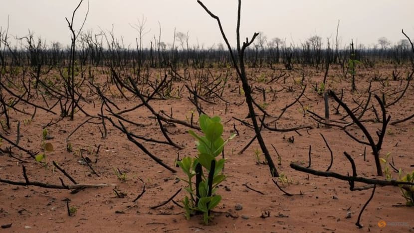 Mass biodiversity loss would slash global credit ratings, report warns Mass biodiversity loss would slash global credit ratings, report warns