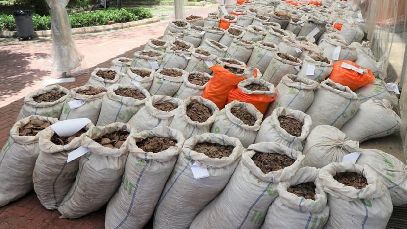 Nearly 13 tonnes of pangolin scales worth S$52 million seized in Singapore Nearly 13 tonnes of pangolin scales worth S$52 million seized in Singapore