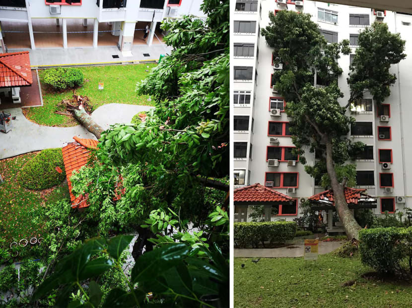 A 25-metre tree fell on Block 97, Jalan Dua, early on Wednesday (April 3) morning.