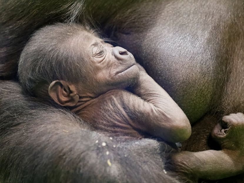 Photo of the day: Kira, a 23-year-old western lowland gorilla, holds her newborn baby in its enclosure at the Moscow Zoo in Moscow, Russia.