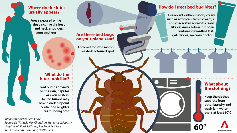 Bed bugs on planes: How to spot the signs and why they are 'almost ...