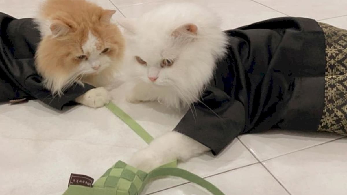 All dressed up, nowhere to go Some Malaysian cat lovers pamper their felines with Hari Raya