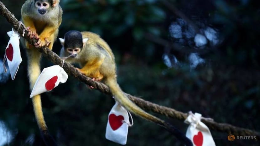 Mealworm Valentine treats charm London Zoo's squirrel monkeys