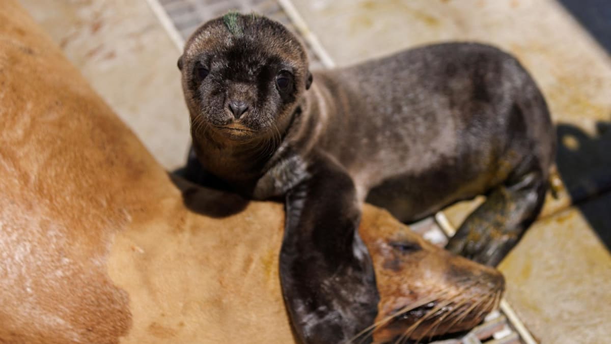 Sick sea lions, dolphins overwhelming Southern California rescue  organization