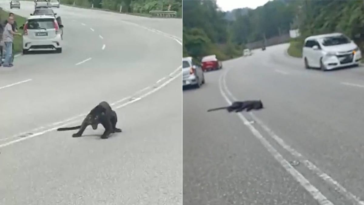Black panther dies after being hit by car in Malaysia Black panther dies after being hit by car in Malaysia
