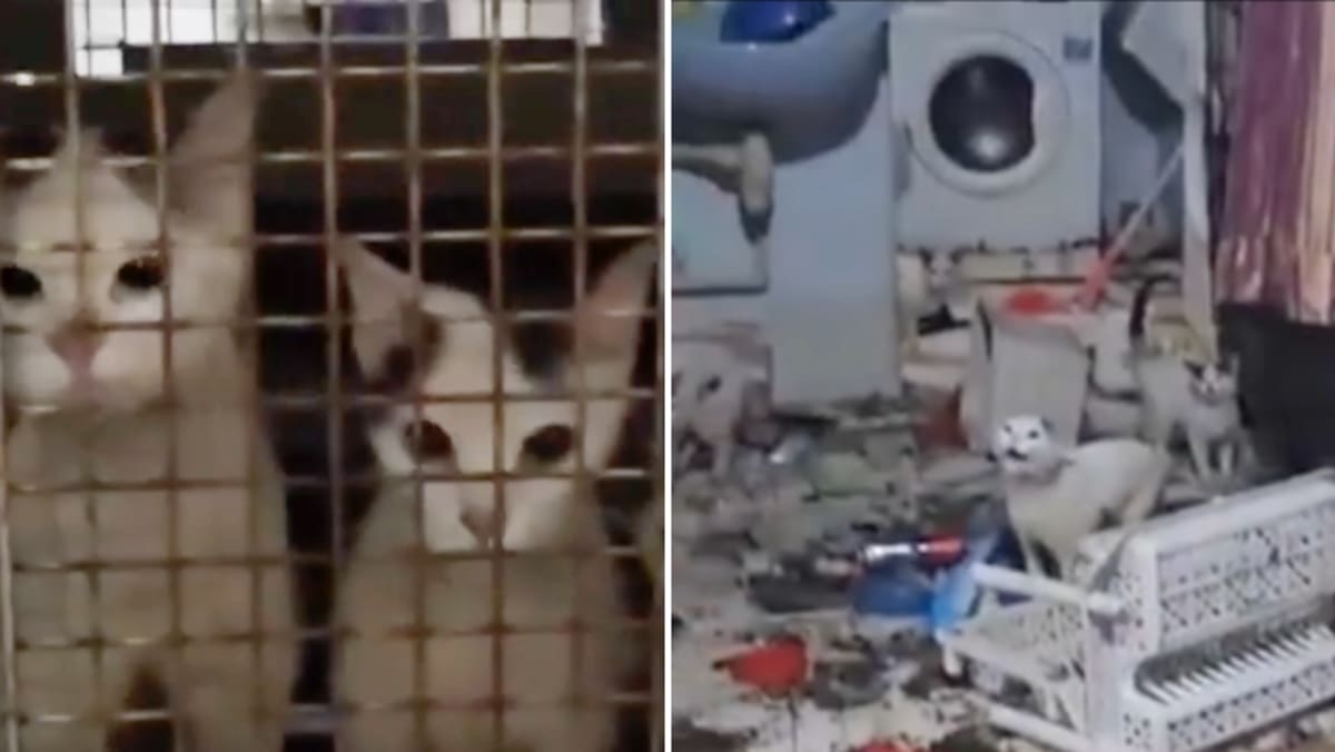 20 cats stranded for over a week in Bukit Merah flat, after owner abandoned them when sewage pipe burst