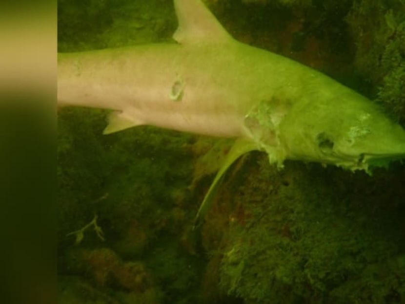 One of the dead blacktip sharks found in the waters off Pulau Hantu. One of the dead blacktip sharks found in the waters off Pulau Hantu.