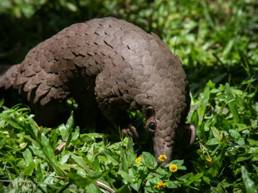 China has removed pangolin parts from its list of traditional medicines — the animal is thought by some scientists to be the possible host of the novel coronavirus