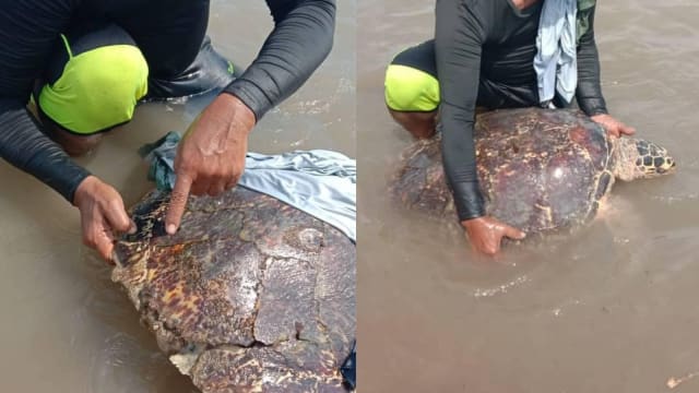 疑遭船撞碎龟壳 95公斤海龟被冲上海滩后死亡
