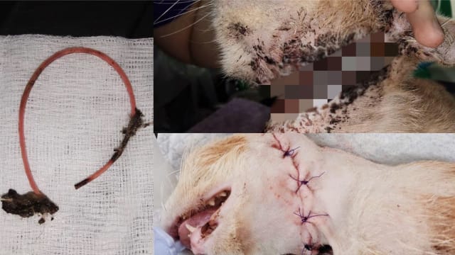淡滨尼流浪猫被橡皮筋勒颈  SPCA忙做手术施救
