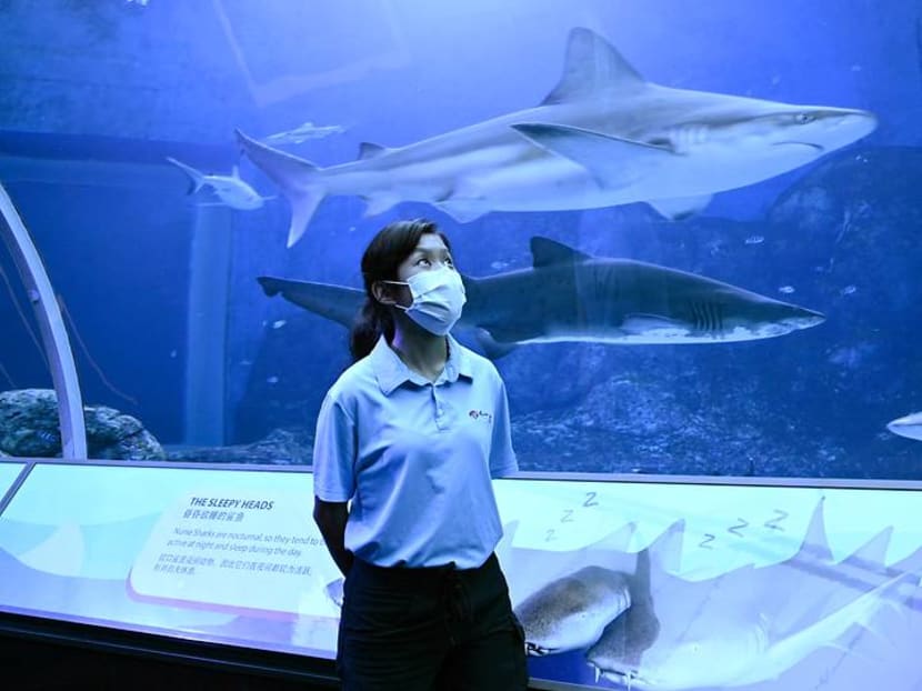 More time with the fish: Behind the scenes at the SEA Aquarium during the circuit breaker