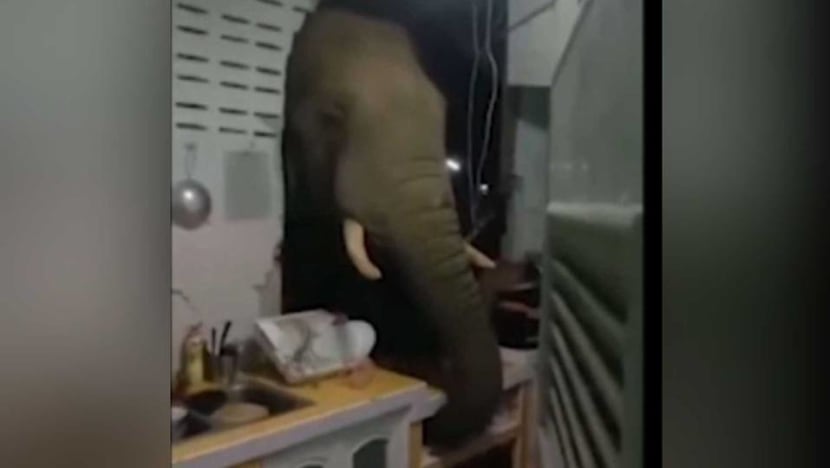 Elephant breaks into house in Thailand searching for food