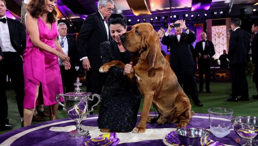 best kennel club