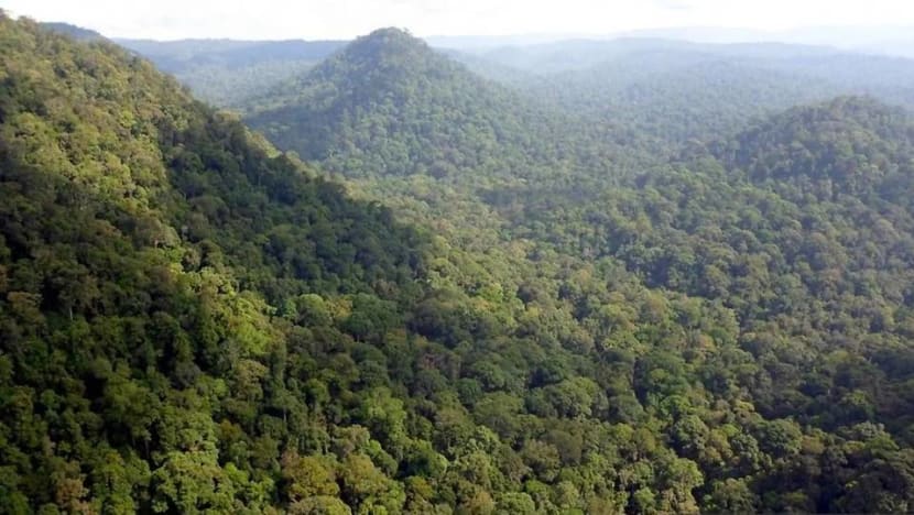 How will Malaysia's environment fare after the lifting of COVID-19 restrictions? How will Malaysia's environment fare after the lifting of COVID-19 restrictions?