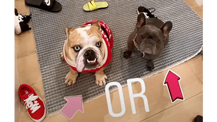 Reese Witherspoon s dog ate her shoes 8days