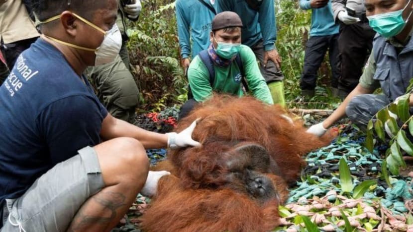 Orangutan found in Indonesia palm oil plantation returned to the wild