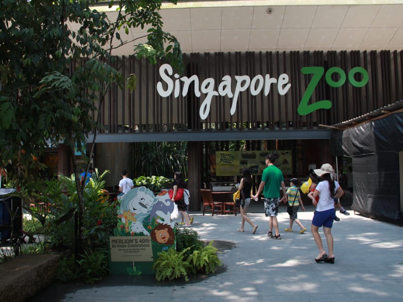 Singapore Zoo is the best in Asia according to TripAdvisor's 2015 Travellers’ Choice awards. Photo: TODAY File Photo.