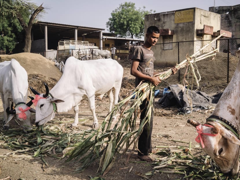 A man leaves sugar cane leaves for cows at a cattle market in Savda, India, May 3, 2015. New regulations on cattle slaughter, issued last month by the central government, would require any person selling livestock to produce a written guarantee that it will not be slaughtered.  New York Times File Photo