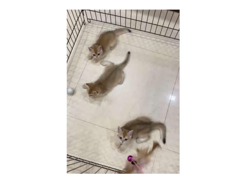 Among the cats seized by the Animal and Veterinary Service were 14 female cats, 10 male cats and five kittens. Among the cats seized by the Animal and Veterinary Service were 14 female cats, 10 male cats and five kittens.