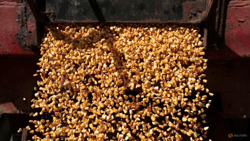 China books biggest deal for US corn since May 2021