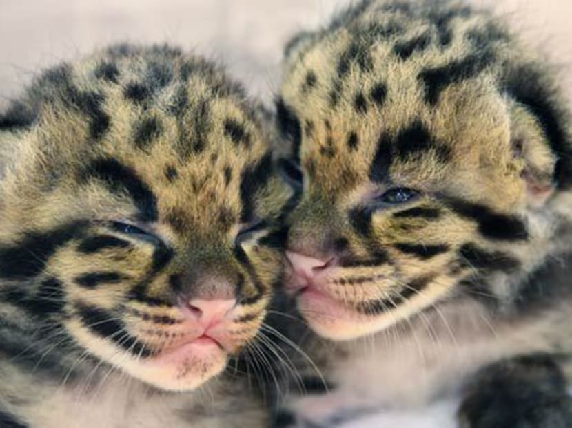 Two clouded leopard kittens born in Miami zoo